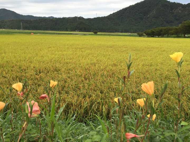 日本乡村生活：从繁华都市到宁静田园，探寻不同生活之美