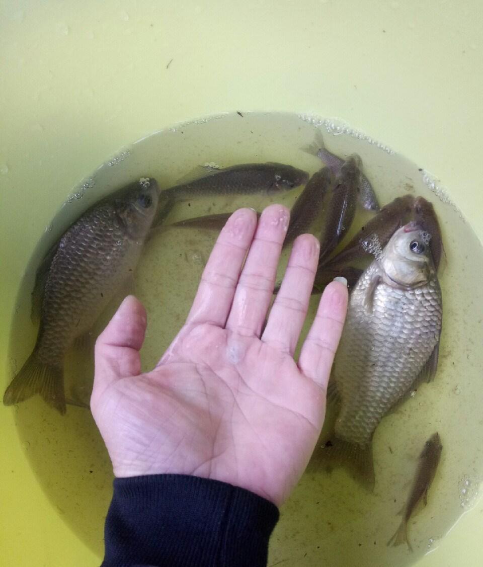 小石斑鱼图片_青石斑鱼_斑鱼多少钱一斤